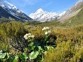 G (221) Mount Cook Buttercup